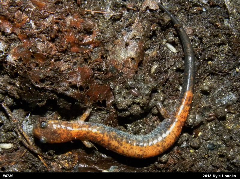 Eastern Red-backed  Salamander