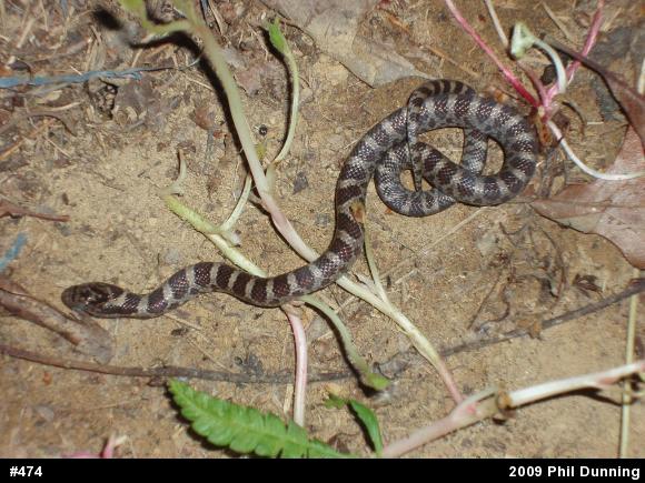 Eastern Milksnake