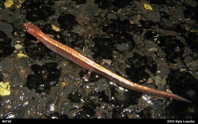 Eastern Red-backed  Salamander