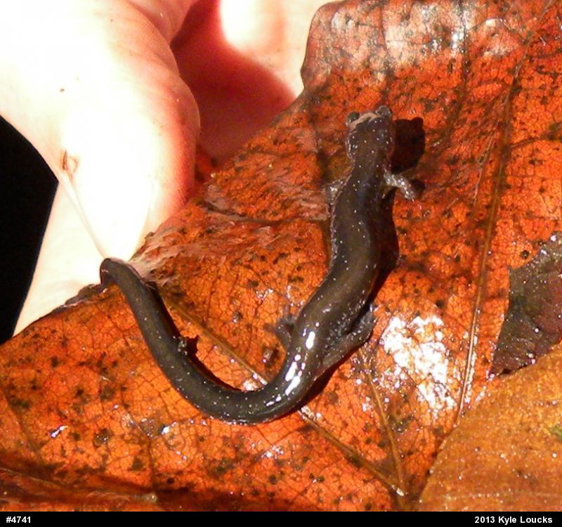 Eastern Red-backed  Salamander