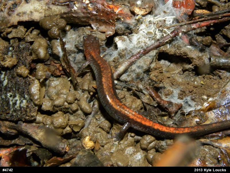 Eastern Red-backed  Salamander