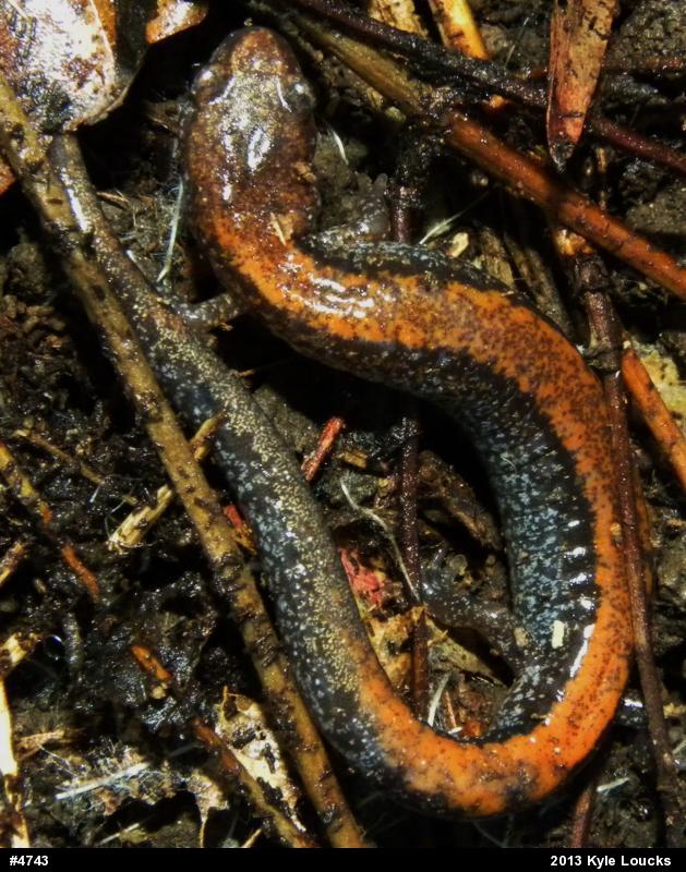 Eastern Red-backed  Salamander