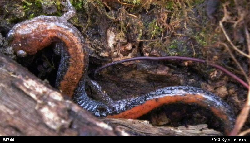 Eastern Red-backed  Salamander