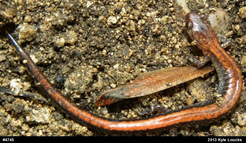 Eastern Red-backed  Salamander