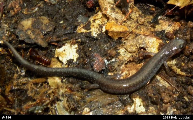 Eastern Red-backed  Salamander