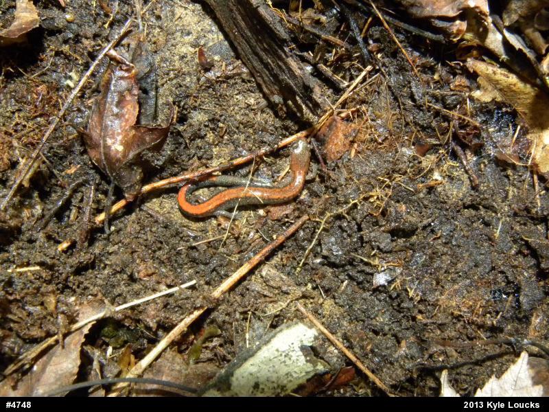 Eastern Red-backed  Salamander