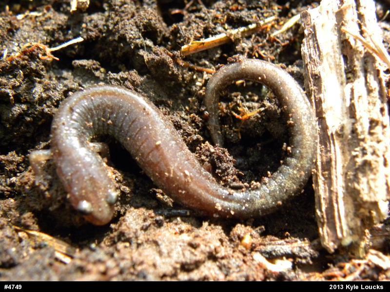 Eastern Red-backed  Salamander