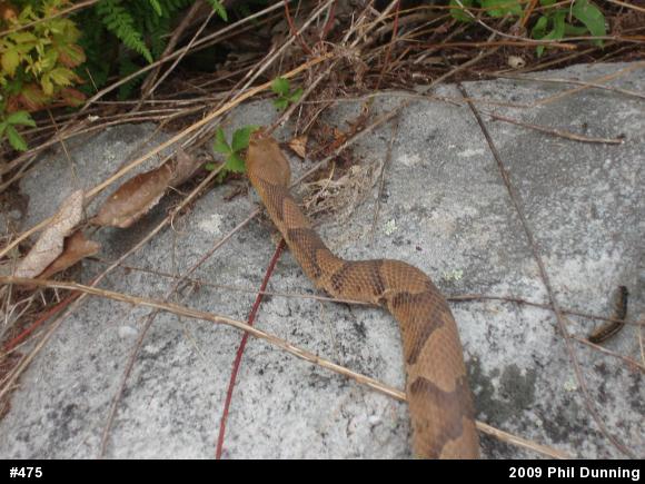 Northern Copperhead