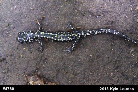Northern Slimy Salamander