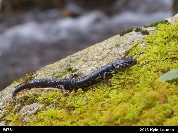 Northern Slimy Salamander