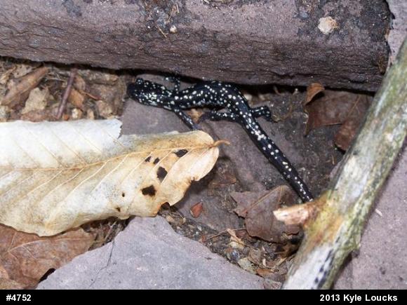 Northern Slimy Salamander
