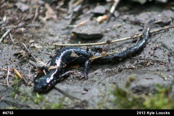 Northern Slimy Salamander