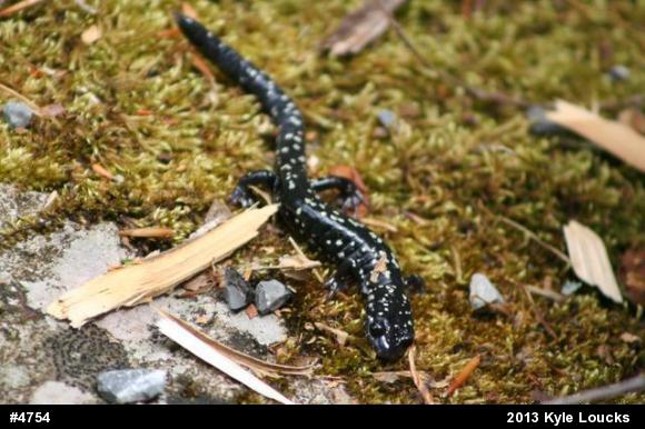 Northern Slimy Salamander