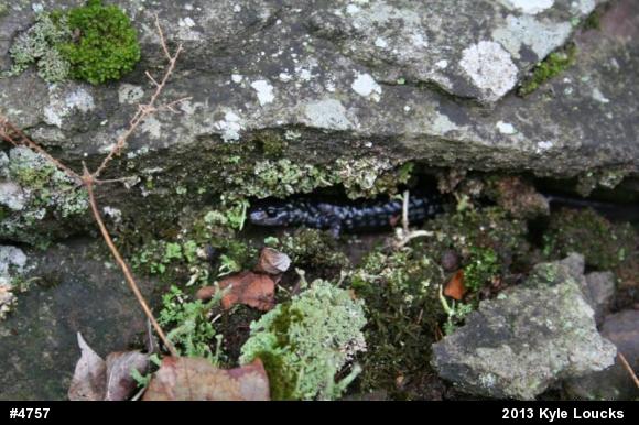Northern Slimy Salamander