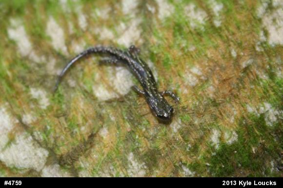 Northern Slimy Salamander