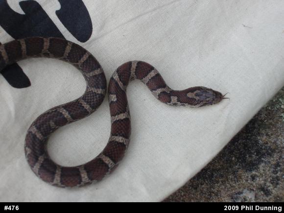 Eastern Milksnake