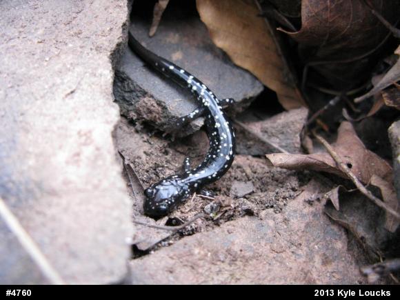 Northern Slimy Salamander