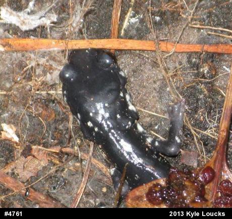 Northern Slimy Salamander