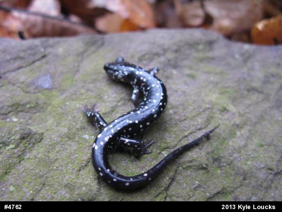 Northern Slimy Salamander