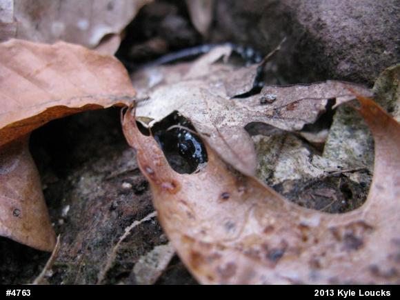 Northern Slimy Salamander