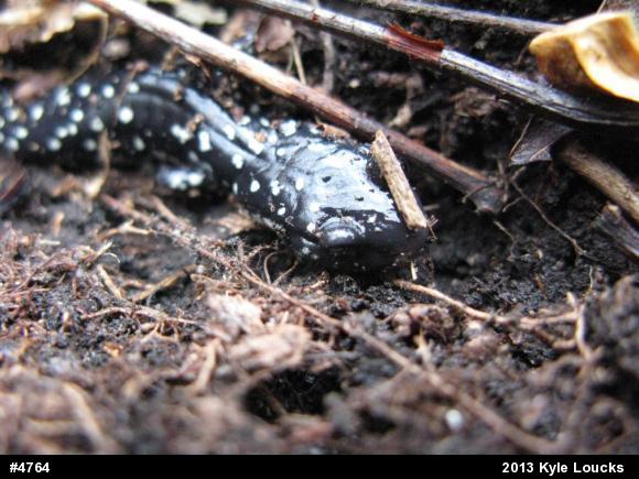 Northern Slimy Salamander
