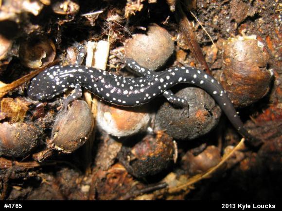 Northern Slimy Salamander