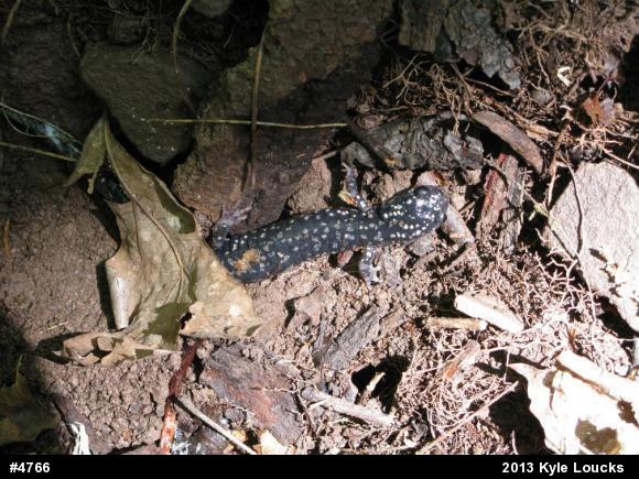 Northern Slimy Salamander