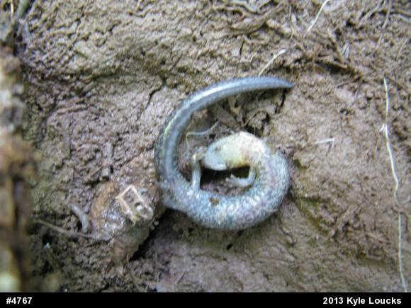 Eastern Red-backed  Salamander