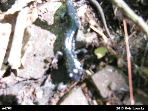 Northern Slimy Salamander