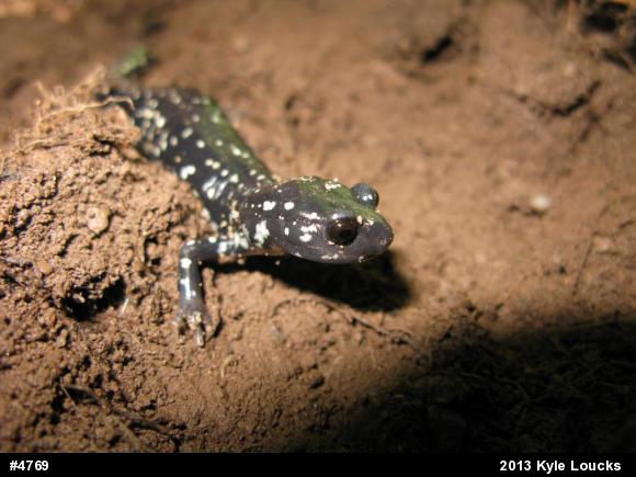 Northern Slimy Salamander