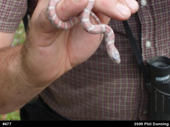 Eastern Milksnake