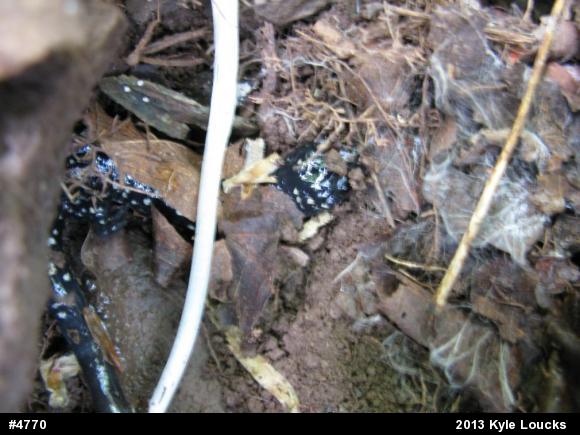 Northern Slimy Salamander
