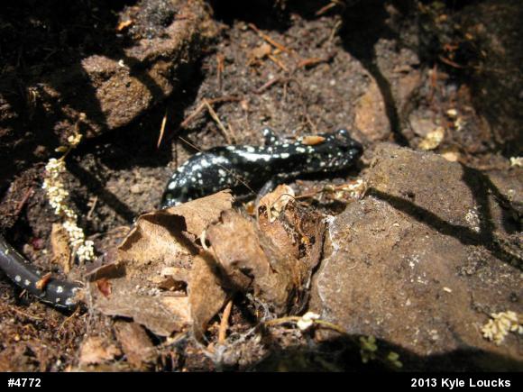 Northern Slimy Salamander