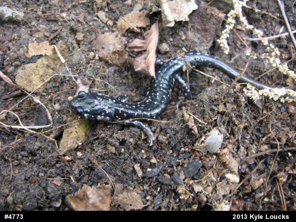 Northern Slimy Salamander