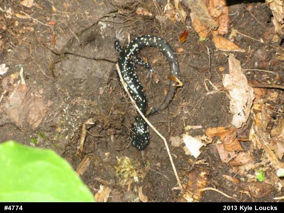 Northern Slimy Salamander