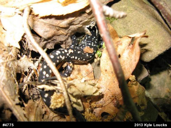 Northern Slimy Salamander