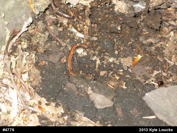 Eastern Red-backed  Salamander
