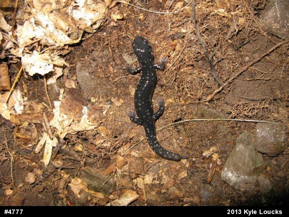 Northern Slimy Salamander
