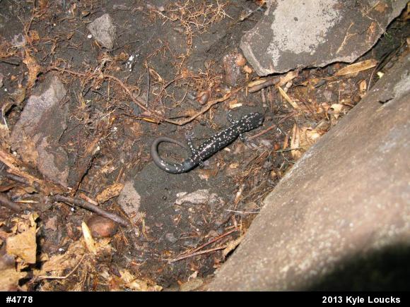 Northern Slimy Salamander