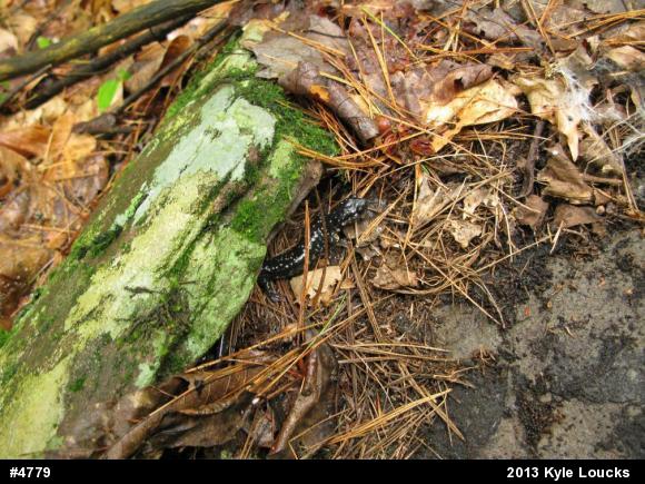 Northern Slimy Salamander