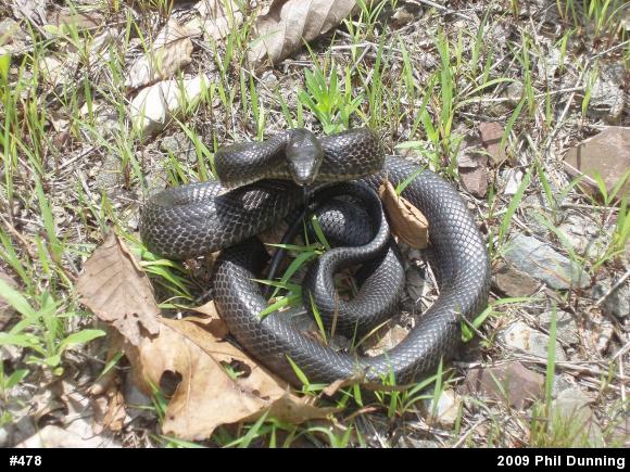 Eastern Ratsnake