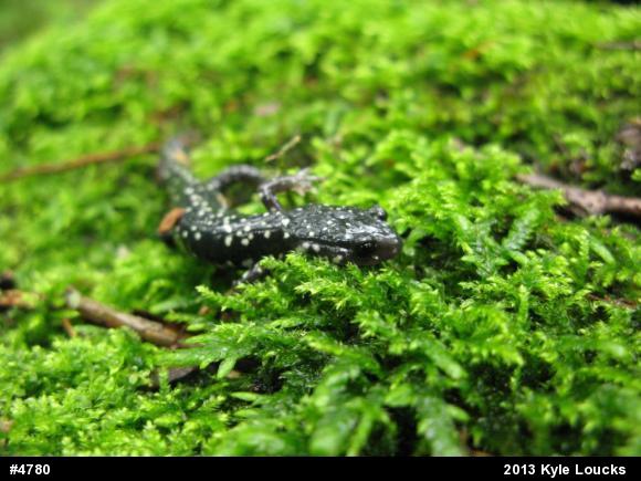 Northern Slimy Salamander