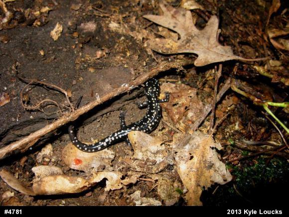 Northern Slimy Salamander