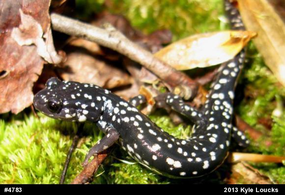 Northern Slimy Salamander