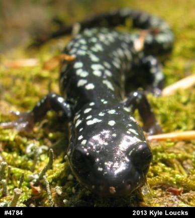 Northern Slimy Salamander