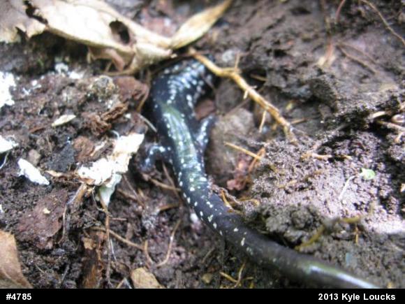 Northern Slimy Salamander