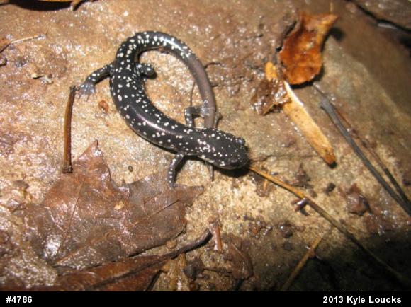 Northern Slimy Salamander
