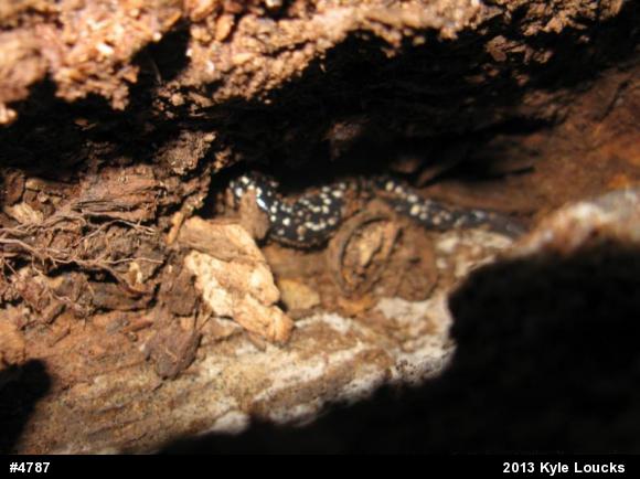 Northern Slimy Salamander