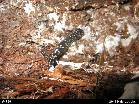 Northern Slimy Salamander