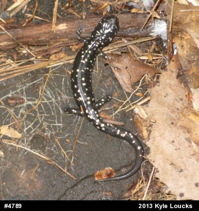 Northern Slimy Salamander